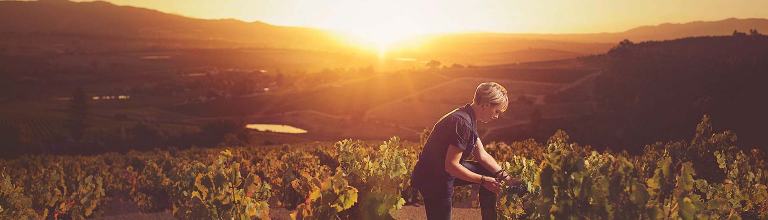 Wellington Wines