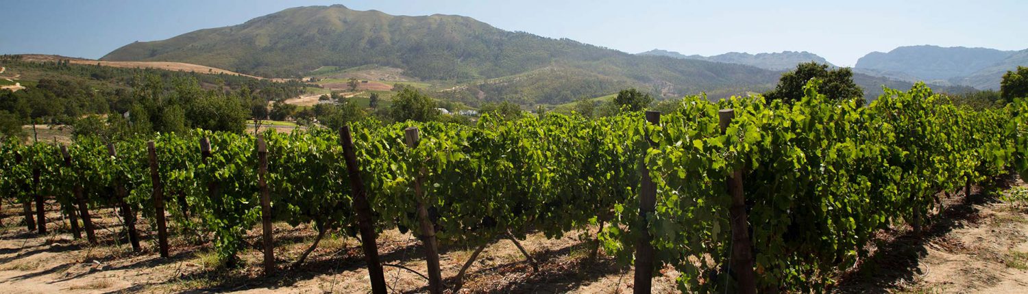 Wellington Wines